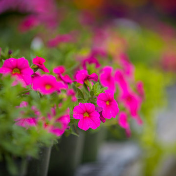 Flower Close-up