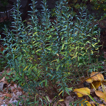 Hypericum prolificum