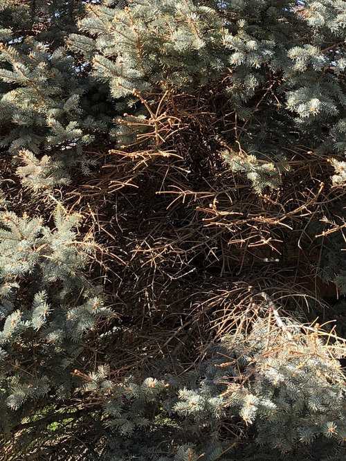 Blue Spruce Dying?!