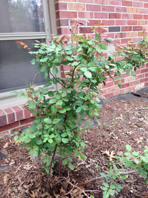 What kind of rosebush is this in the photos? On the side of our house ...