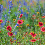 Foto von Blüten Tau