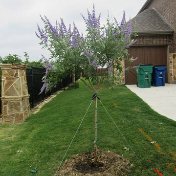 Single Trunk 'Shoal Creek' Vitex Tree