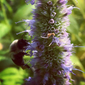 Pollinator Gardens