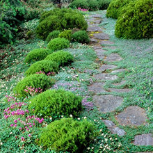 Final Back Yard