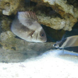 Fresh water and marine fish - Products