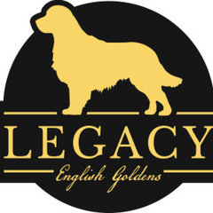 Legacy Englishgoldens