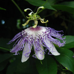Plants & Fruits - Products