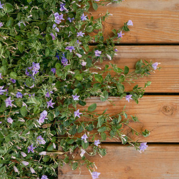 Explosive Color & Whimsical Plants