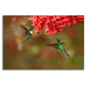 Hummingbirds Reddish-Orange Flowers Animal Wildlife Photo Canvas Wall Art Print, 12" X 16"