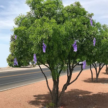 Rhinamic Landscaping Ideas