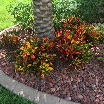 Bromeliads garden