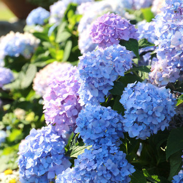 Hydrangea