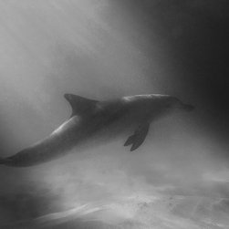 Curious Creature by Joel Coleman - Photographs