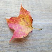 Amanda Low's photo