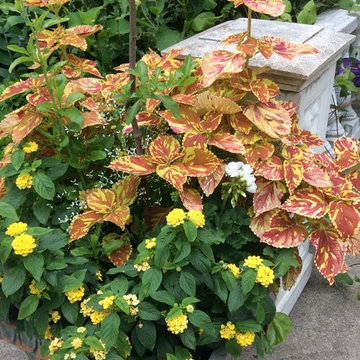Plant Combinations