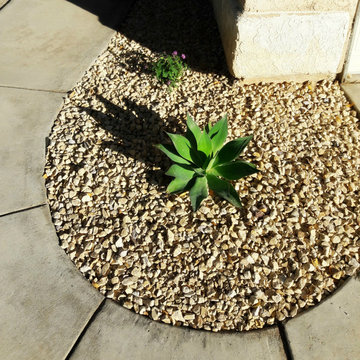 Water Wise Transformation~~Blue Flame Agave!