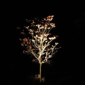 Memphis Tree Lighting