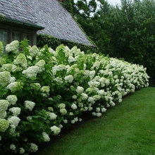 Fantasy Garden