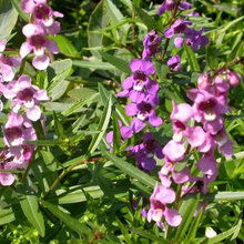 Deer resistant plants