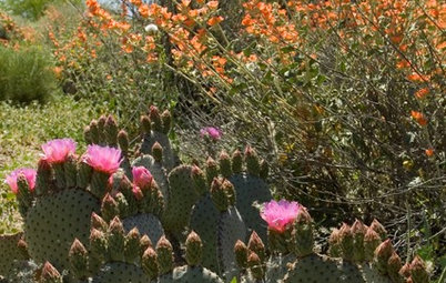 Great Design Plant: Beavertail Prickly Pear Wows With Color