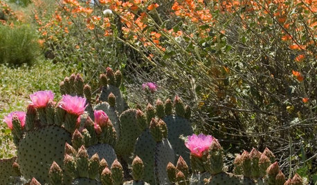 Great Design Plant: Beavertail Prickly Pear Wows With Color