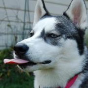 Siberian Luving Gal's photo
