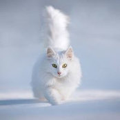 Corina Poncea's photo