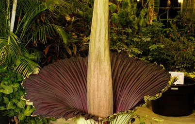 Smell This Shocking Flower at Your Own Risk