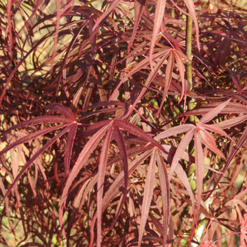 Japanese Maples