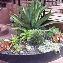 succulent garden