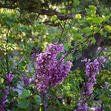 Hollywood Hills California Native Garden Sanctuary