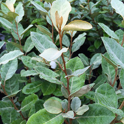 Current Featured Plants - Products