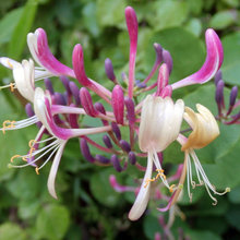 Madreselva: La planta trepadora con flores perfecta en el jardín