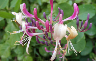 Madreselva: La planta trepadora con flores perfecta en el jardín