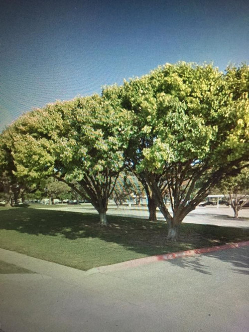 Tree Identification Help