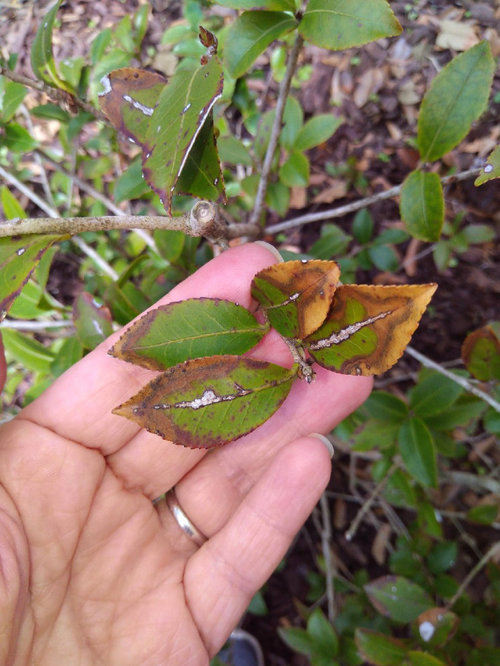 Help Identifying Disease on Camellia
