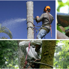 Castaneda's Tree Trimming