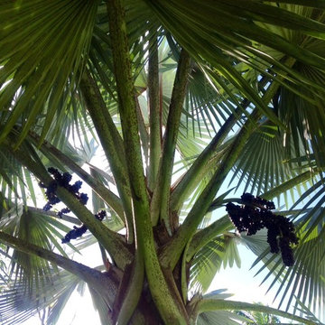 Big Island Botanical Retreat