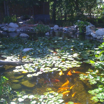 Ecosystem Ponds and Water Gardens By Continental Ponds