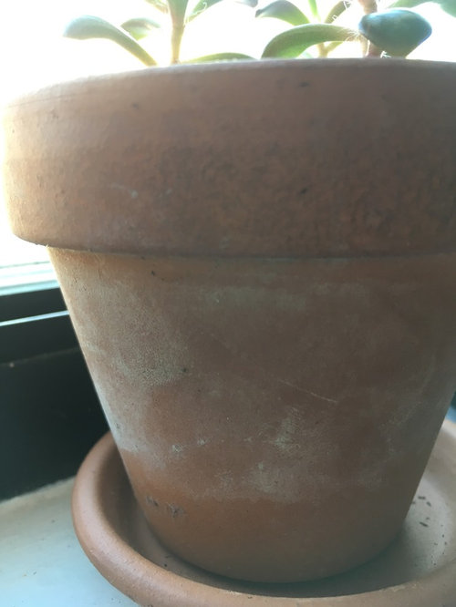 Help! White fuzz growing on outside of terracotta pots?