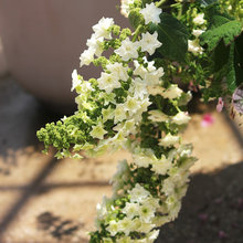 garden/plants