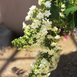 Gatsby's Star&trade; Oakleaf Hydrangea - Plants
