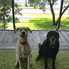 Dogs