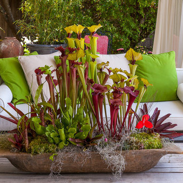 Sebastopol Farm House