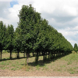 Nursery and Garden Center - Gardening And Lawn Care