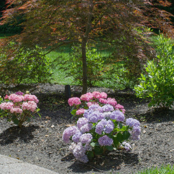 Timeless Elegance, Fresh Landscaping | Nashville, TN