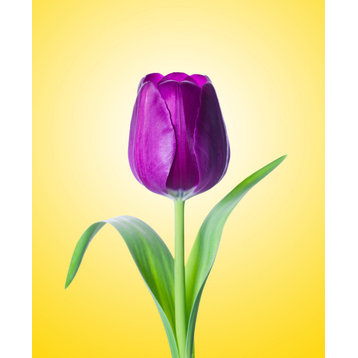 Purple Tulip on Yellow Minimal Floral Nature Photo Loose Wall Art Print, 12" X 18"