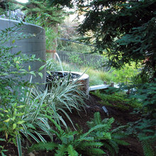 Pond Ideas