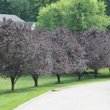 Landscape Design