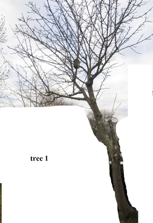 dying trees want to prolong or fell